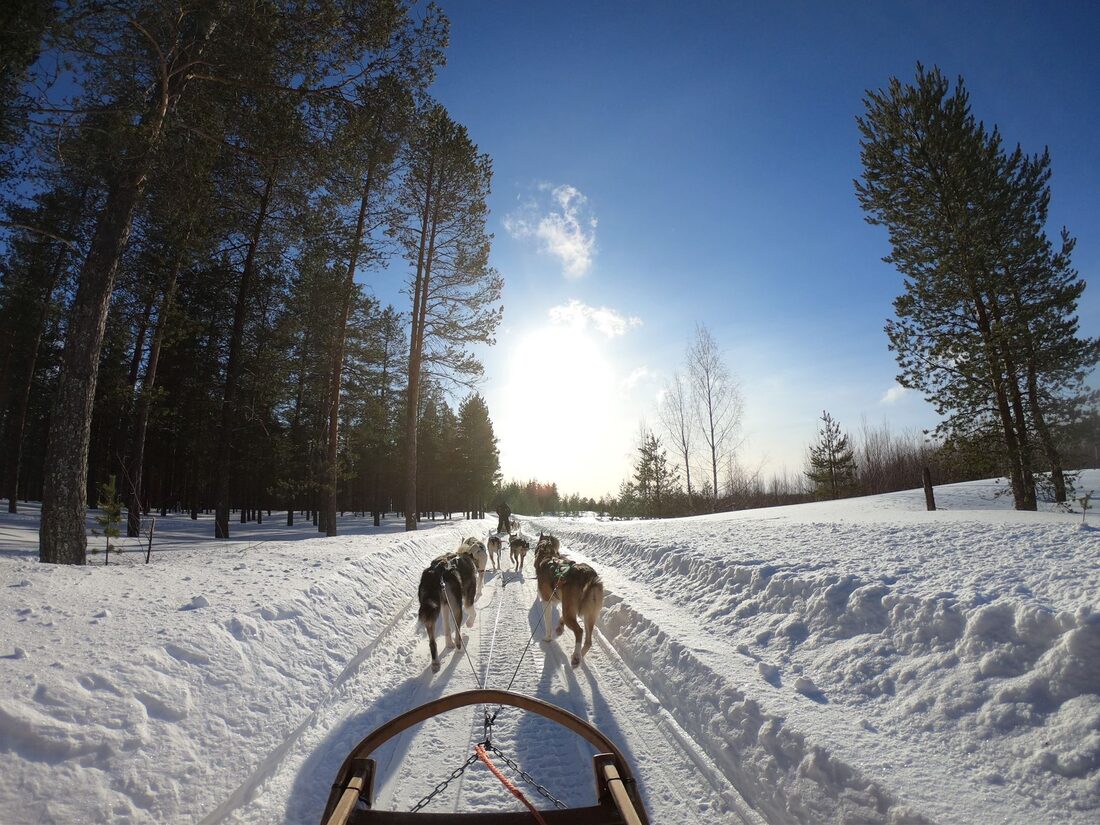Safari cu husky în Laponia